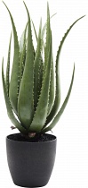 Предмет декоративный Aloe