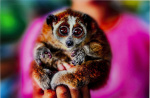 Картина Lemur