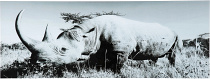 Картина Rhino