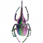 Украшение настенное Herkules beetle